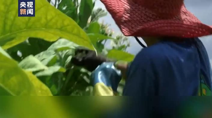 新聞觀察丨現代奴隸制 美國經濟的“黑色地帶” 家政行業陰影